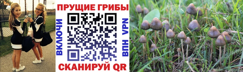 дарнет шоп  Моршанск  Галлюциногенные грибы Psilocybine cubensis 